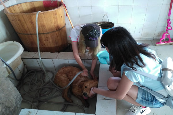 上图为队员为狗狗洗澡